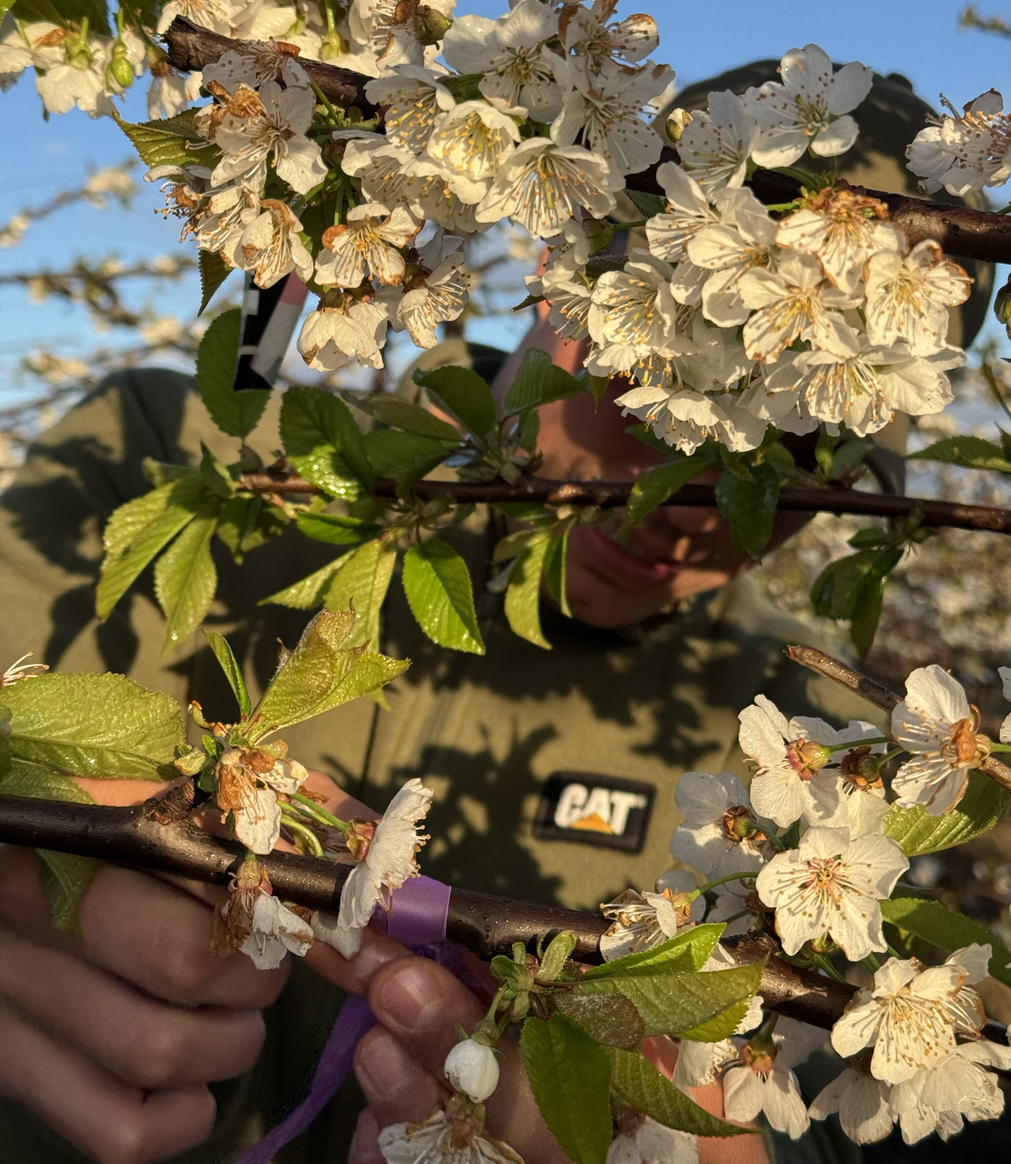 Reguladores de crecimiento en cerezo